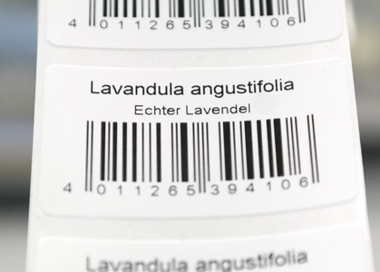 Wei&szlig;e EAN-Barcodeetiketten auf Rolle mit schwarzer Aufschrift Lavendula angustifolia und Strichcode