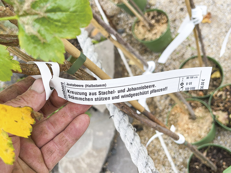 Ein beschriftetes Schlaufenetikett an einem Beerenstrauch