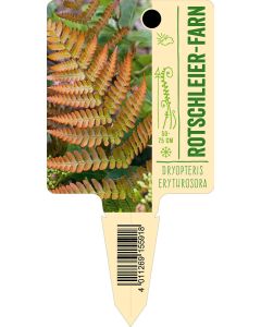 Dryopteriserythrosora, Bildstecketikett VS: