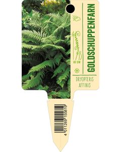 Dryopteris affinis (D. borreri), Bildstecketikett VS: