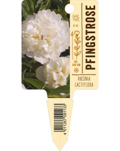 PaeoniaLactiflora-Hybride, Bildstecketikett VS: