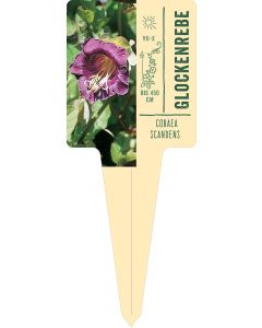 Cobaea scandens, Bildstecketikett VS: