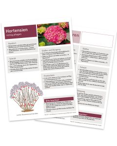 Infoblatt Baumhortensien/Rhododendren Vorder- und Rückseite
