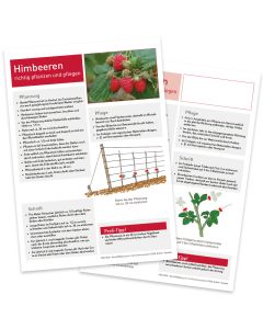 Infoblatt Brombeeren und Himbeeren Vorder- und Rückseite