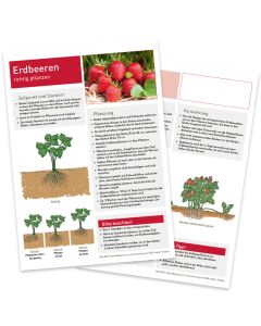 Infoblatt Erdbeeren Vorder- und Rückseite