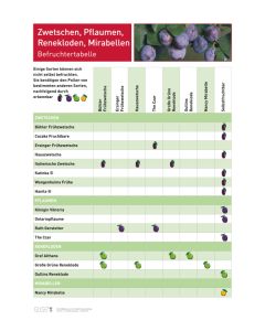 Infoposter Zwetschen, Pflaumen