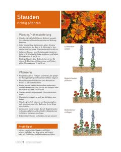 Infoposter Vario Stauden Pflanzung