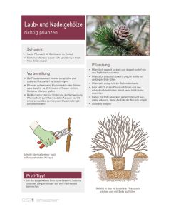 Infoposter Vario Laubgehölze Pflanzung