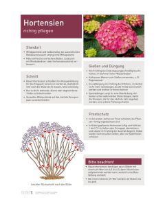Infoposter Vario Hortensien Pflege