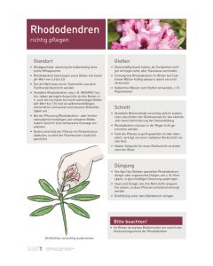 Infoposter Vario Rhododendren Pflege