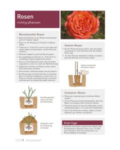 Infoposter Vario Rosen Pflanzung