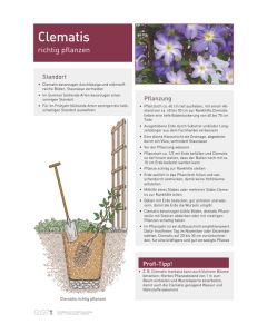 Infoposter Vario Clematis Pflanzung