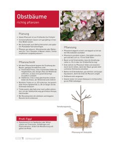 Infoposter Vario Obstbäume Pflanzung
