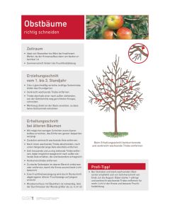 Infoposter Vario Obstbäume Schnitt