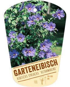 Hibiscus syriacus 'Ultramarine', Bildhängeetikett VS