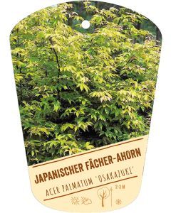 Acer palmatum 'Osakazuki', Bildhängeetikett VS