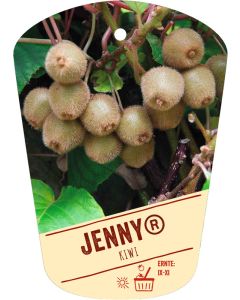 Actinidia deliciosa 'Jenny'®, Bildhängeetikett VS