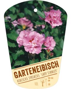 Hibiscus syriacus 'Lady Stanley', Bildhängeetikett VS