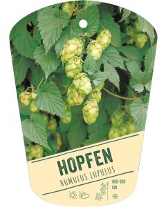 bildhaengeetikett-pittio-humulus-lupulus-1204-0675-1.jpg