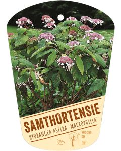 Hydrangea aspera 'Macrophylla', Bildhängeetikett VS