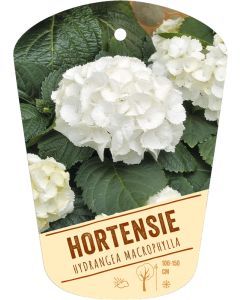 Hydrangea macrophylla, Bildhängeetikett VS