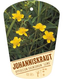 Hypericum kalmianum 'Gemo', Bildhängeetikett VS