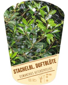 Osmanthus heterophyllus, Bildhängeetikett VS