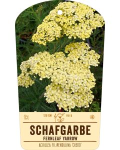 Bildstabetikett, Achillea 'Credo' VS