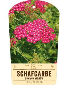 Bildstabetikett, Achillea Millefolium VS