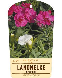 Bildstabetikett, Dianthus caryophyllus VS