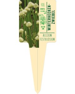 Allium fistulosum, Bildstecketikett VS: