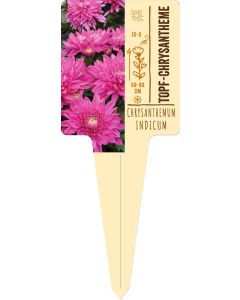 Chrysanthemum, Bildstecketikett VS: