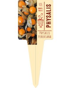 Physalis peruviana, Bildstecketikett VS: