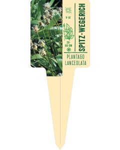 Plantago lanceolata, Bildstecketikett VS: