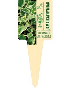 Plectranthus amboinicus variegatus, Bildstecketikett VS: