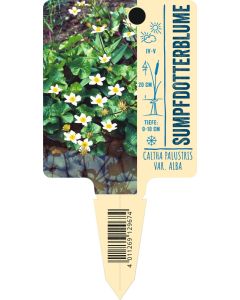 Caltha palustris var. alba, Bildstecketikett VS: