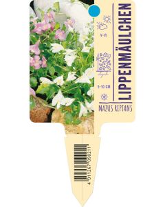 Mazus reptans, Bildstecketikett VS