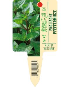 Mentha pip. 'Mitcham', Bildstecketikett VS