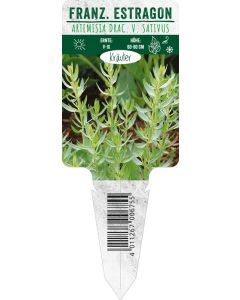 Artemisia drac. v. sativus, Bildstecketikett VS