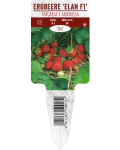 Fragaria x ananassa 'Elan F1', Bildstecketikett VS