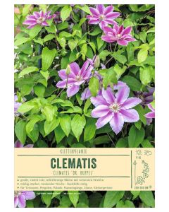 Sortenschild, Clematis-Hybr. 'Dr. Ruppel'