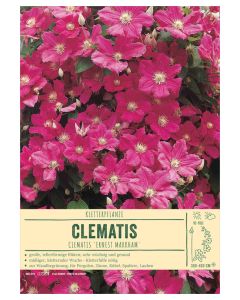Sortenschild, Clematis-Hybr. 'Ernest Markham'