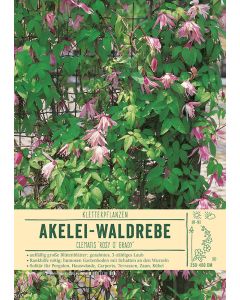 Sortenschild, Clematis macropetala 'Rosy O' Grady'