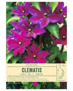 Sortenschild, Clematis-Hybr. 'Mrs. N. Thompson'