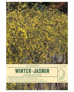 Sortenschild, Jasminum nudiflorum