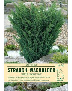 Sortenschild, Juniperus chinensis 'Blaauw'