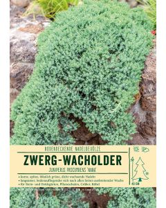 Sortenschild, Juniperus procumbens 'Nana'