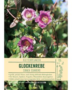 Sortenschild, Cobaea scandens