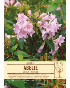 Sortenschild, Abelia x grandiflora