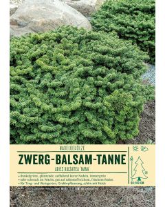 Sortenschild, Abies balsamea 'Nana'